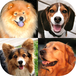 Download Dogs Quiz: Guess Breeds Photos For PC Windows and Mac