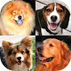 Download Dogs Quiz: Guess Breeds Photos For PC Windows and Mac 1.0