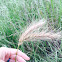 Canada wild rye