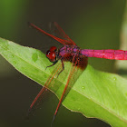 Crimson – Marsh Glider