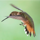 Rufous Hummingbird - Female