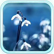 Snowdrops Spring Rain LWP 1.2 Icon