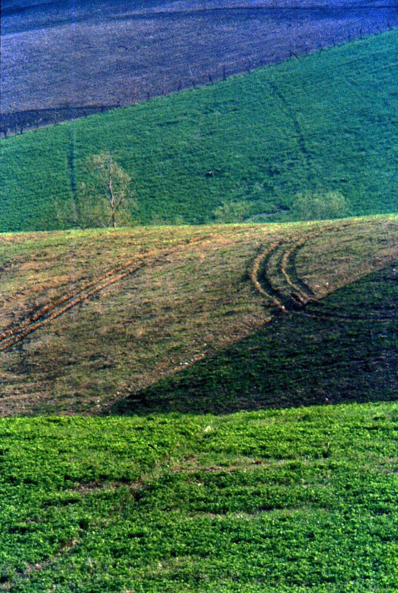 i colori della primavera di dotlinob