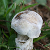 Bolete Eater