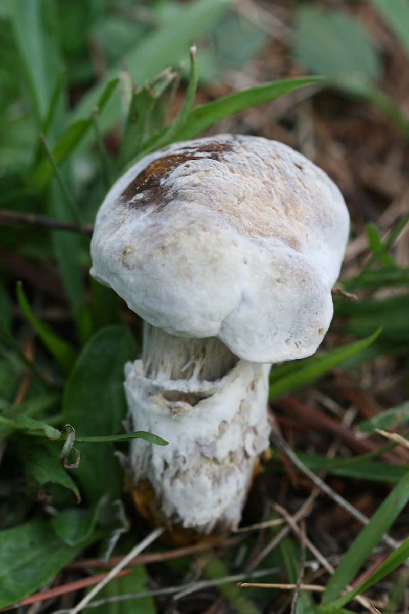 Bolete Eater