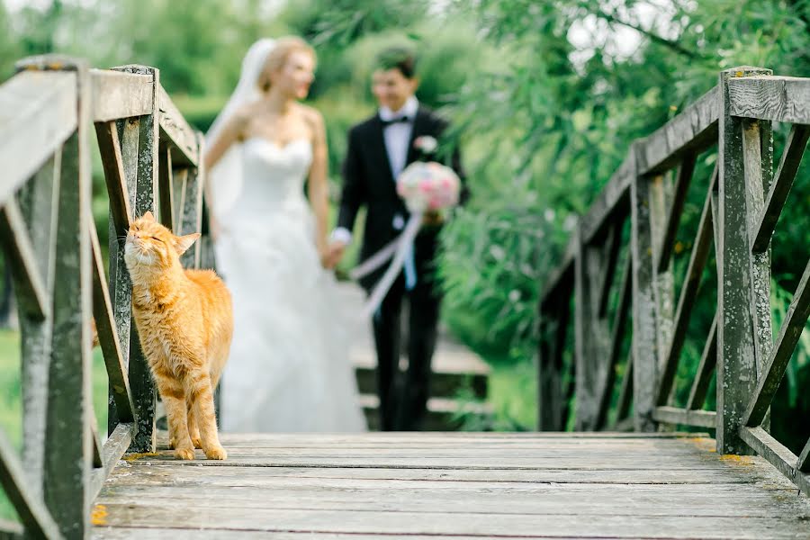 結婚式の写真家Dmitriy Pritula (pritula)。2015 10月6日の写真