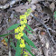 Bluestem Goldenrod