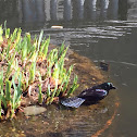 Common Grackle