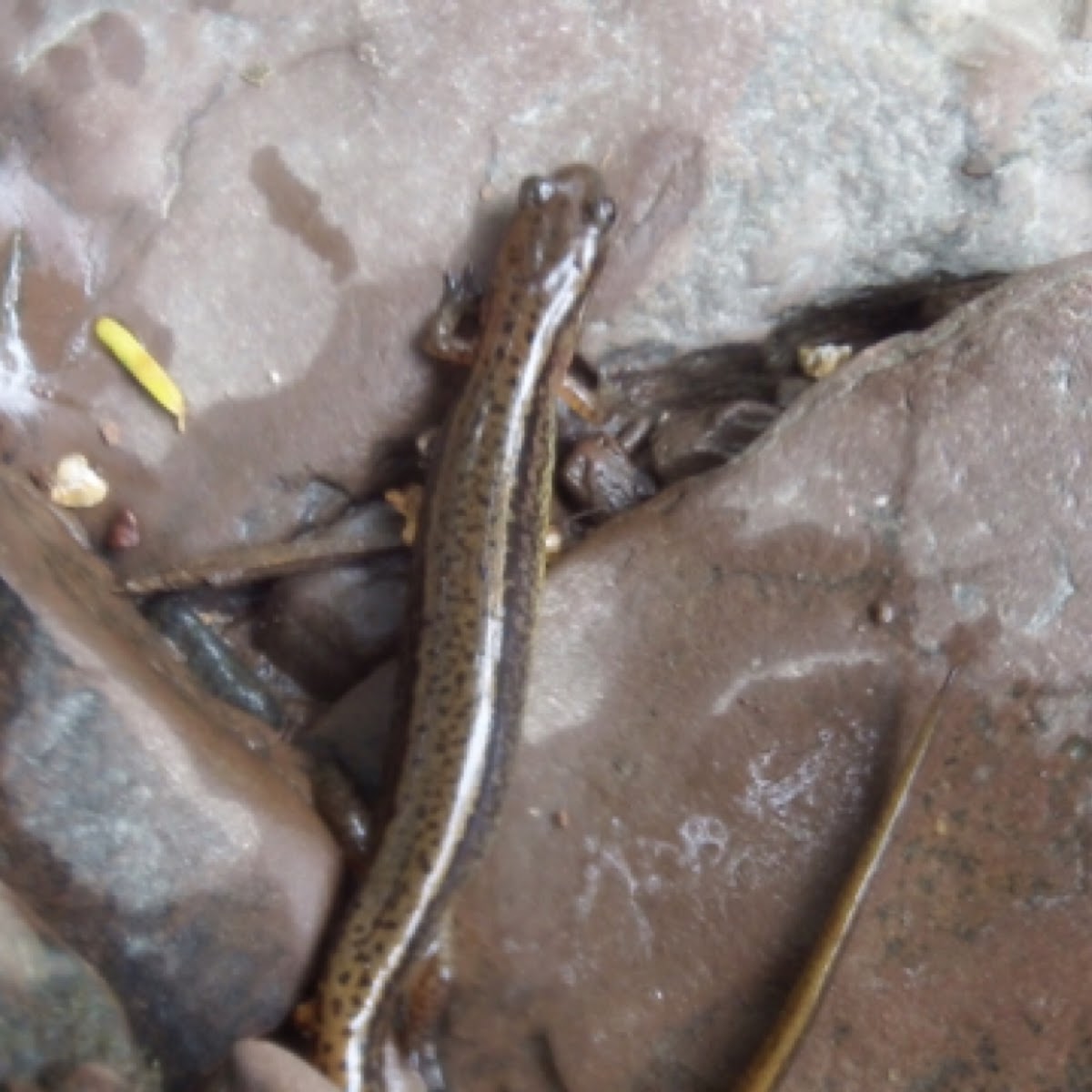 Northern two-lined salamander