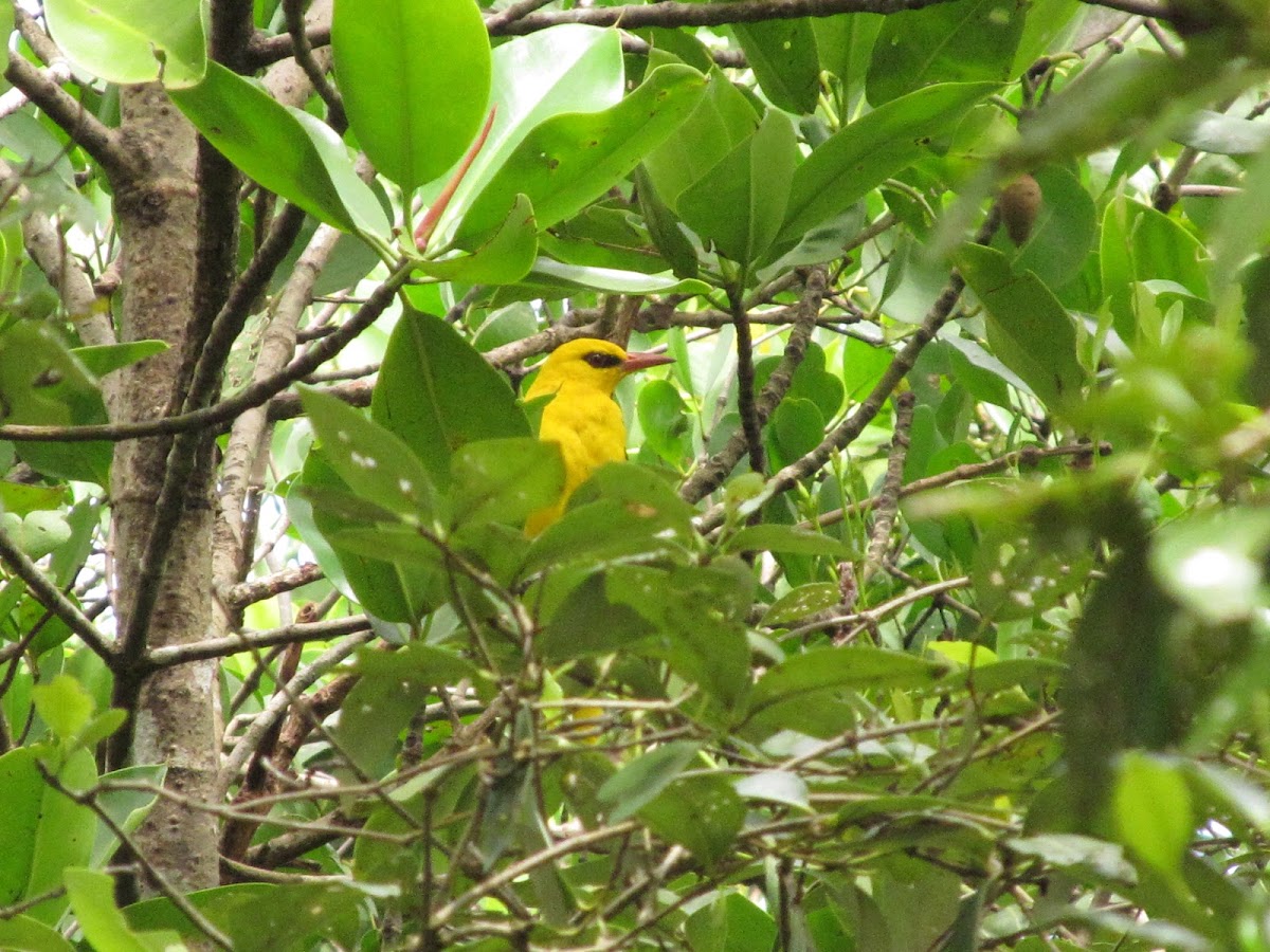 Eurasian Golden Oriole