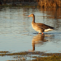 Passeggiata al tramonto di 