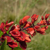 Cockspur Coral Tree