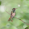 Buff-Bellied Hummingbird