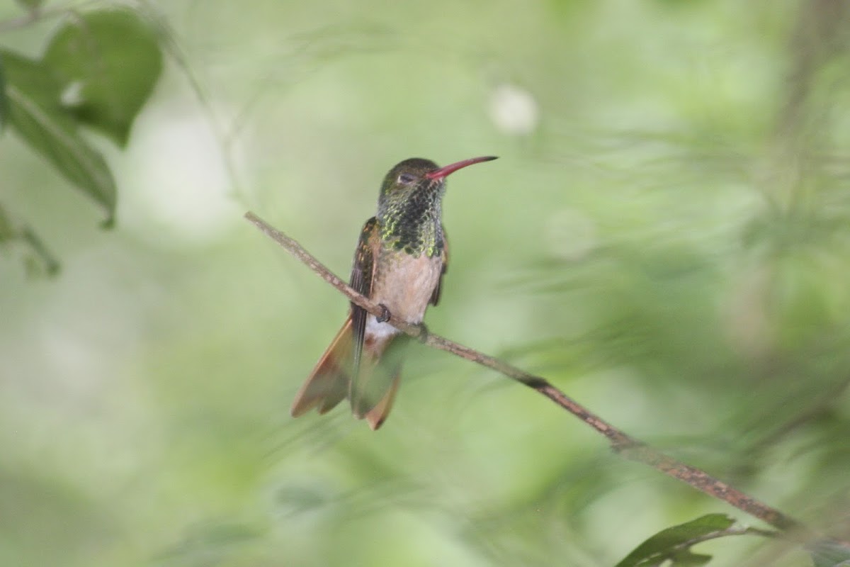 Buff-Bellied Hummingbird