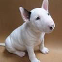 Bull Terrier Themes & New Tab