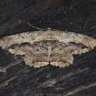 Geometrid Moth