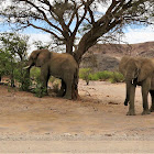 African bush elephant