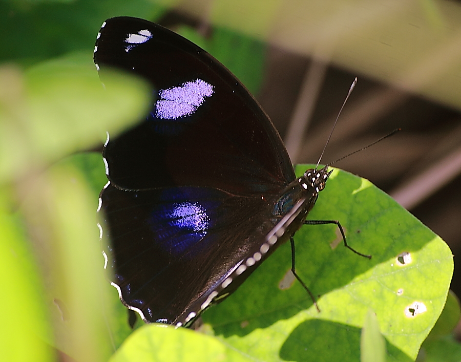 Great Eggfly