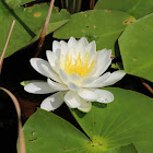 American White Waterlily