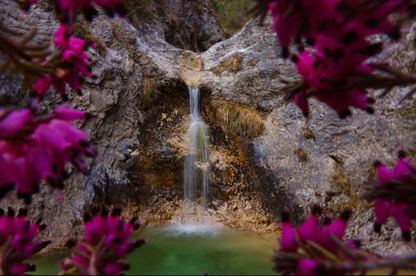 Cornice floreale  di photomara_18