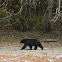 Oso Negro :: Black Bear