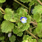 Persian Speedwell