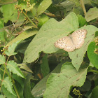 Gray Pansy Butterfly