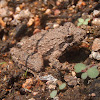 Blanchard's Cricket Frog