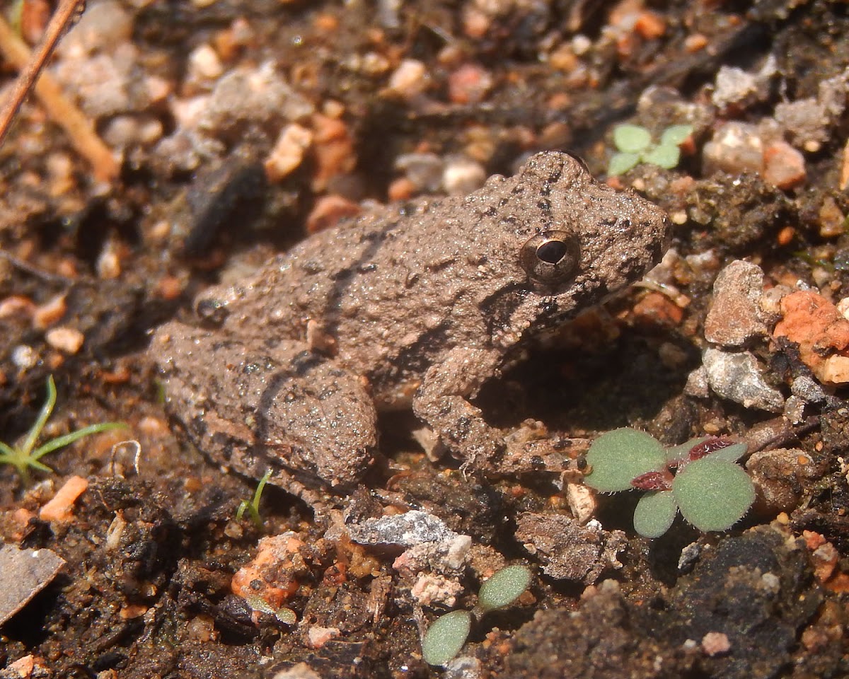 Blanchard's Cricket Frog