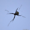 St. Andrew's Cross Spider