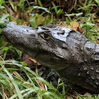 Spectacled Caiman