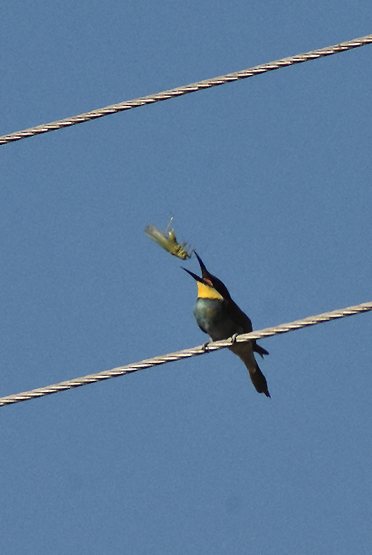 European bee-eater