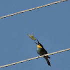 European bee-eater