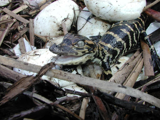 Baby Alligators Wallpapers