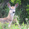 White Tailed Deer