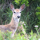 White Tailed Deer