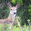 White Tailed Deer