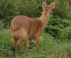 Decoys on roe deer Screenshot