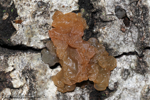 Jelly Fungus