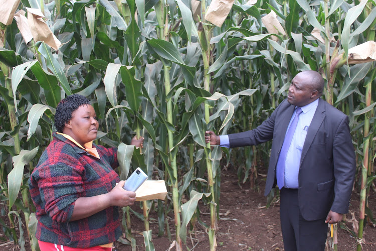 Farmer Mary Wanza chats with ASK Central Kenya show chairman Patrick Karinga when he visited a maize demonstration plot at the Kabiru-ini showground in Nyeri on Friday, September 2.
