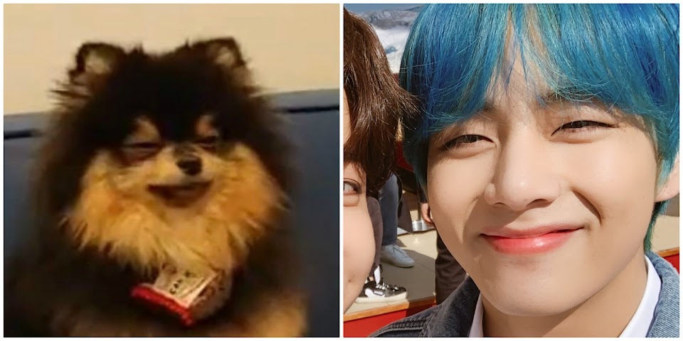 Just 8 Times BTS's V & His Dog Yeontan Literally Looked Like Father