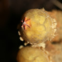 Calostoma lutescens