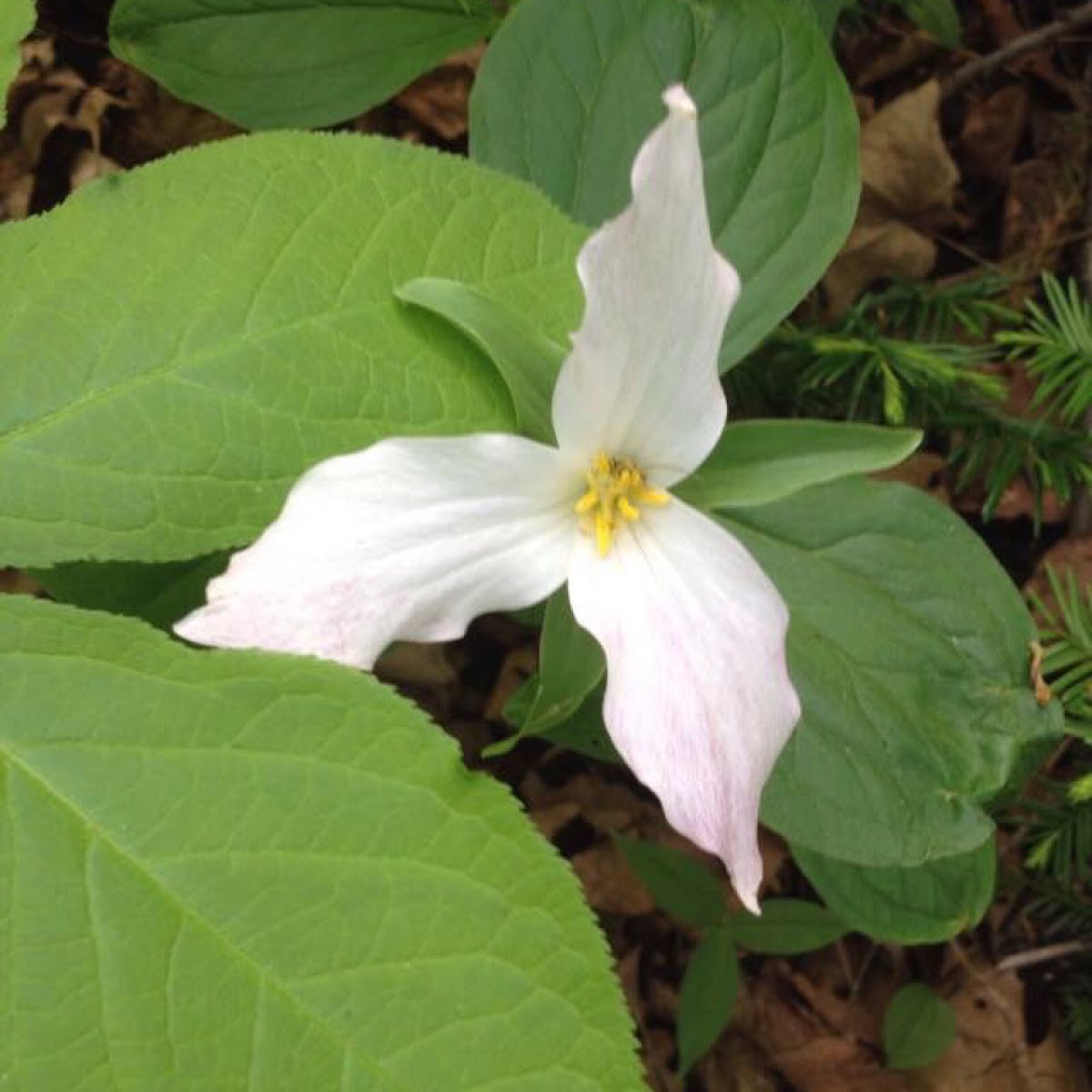 White Trillium