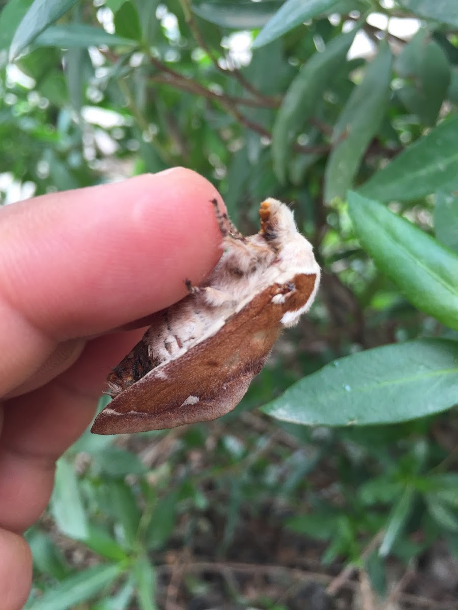 Lappet Moth