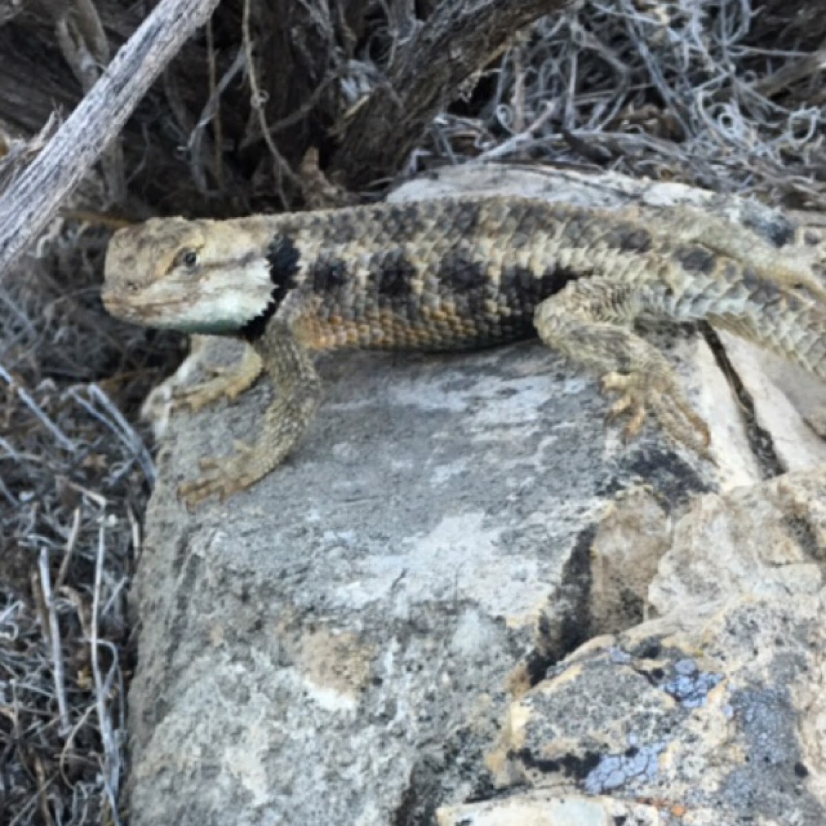 Yellow-backed Spiny Lizard