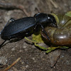 Ground beetle