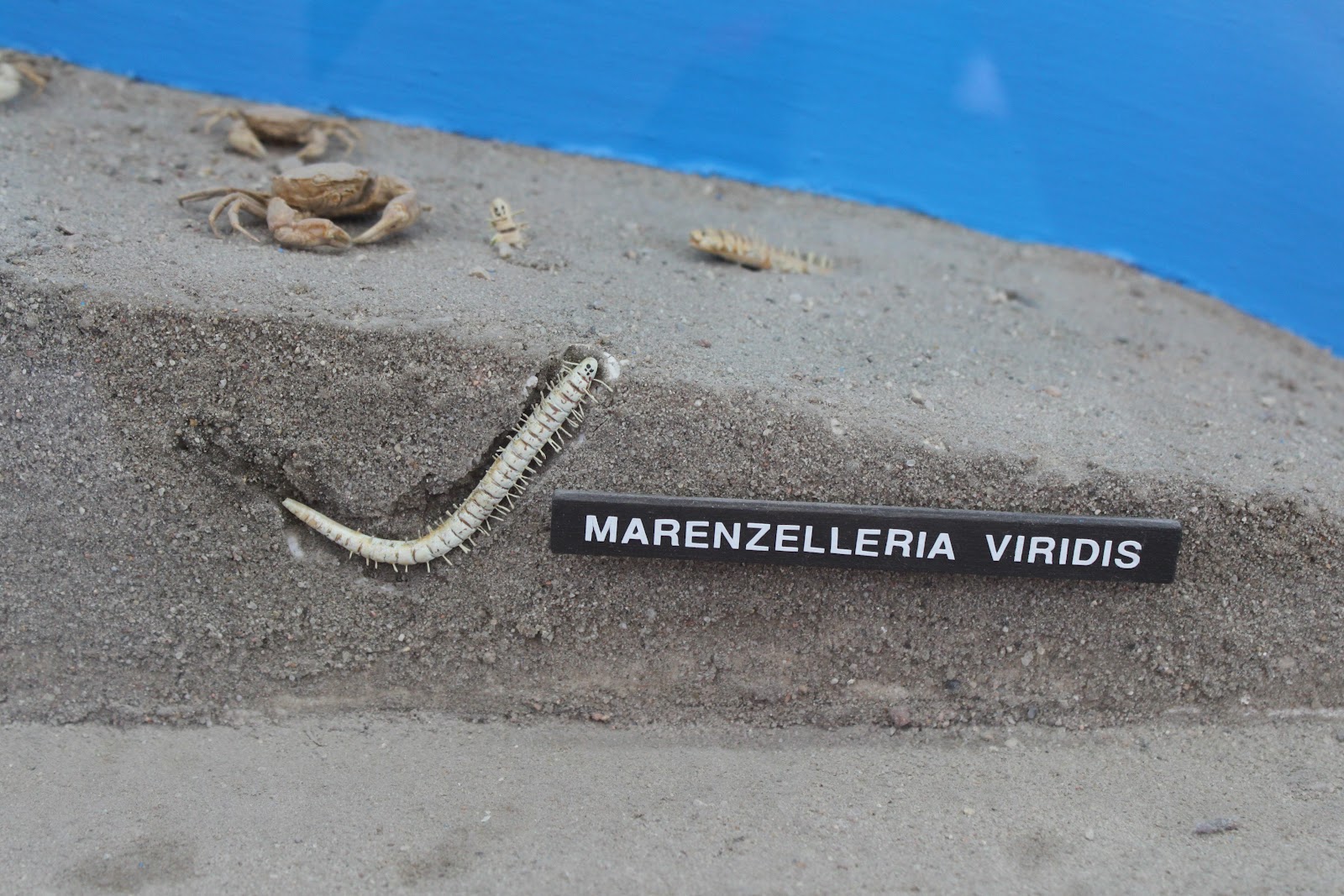 File:Marenzelleria viridis Akwarium Gdyńskie.JPG - Wikimedia Commons