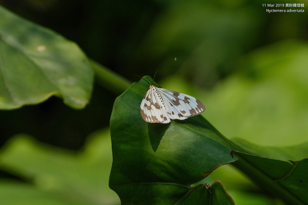 Nyctemera adversata 異粉蝶燈蛾