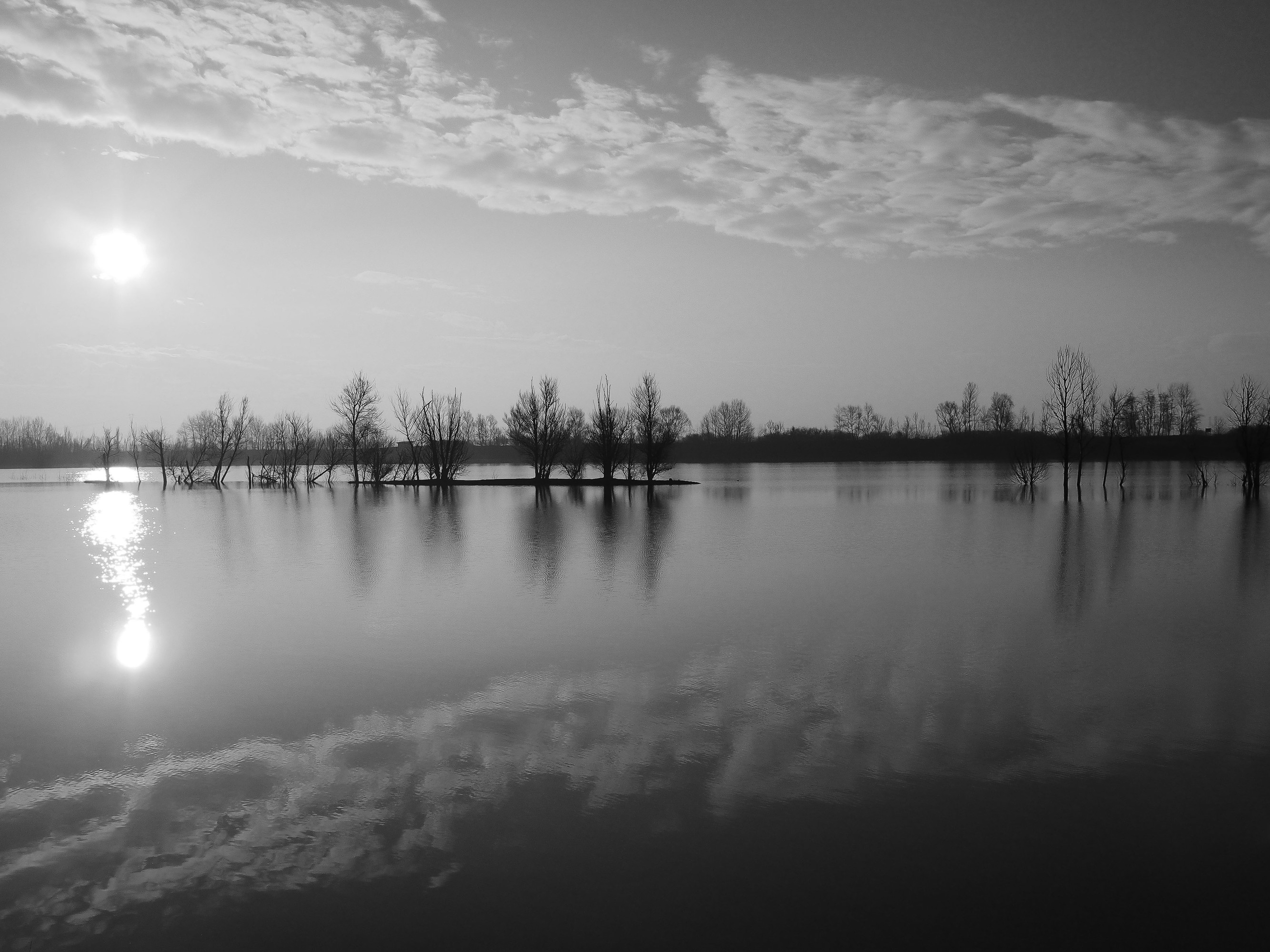 Riflessi  di trifoglio