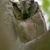 COLLARED SCOPS OWL